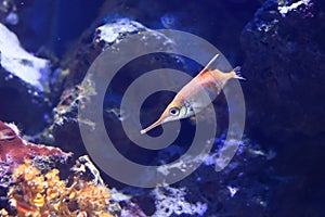 Longspine snipefish