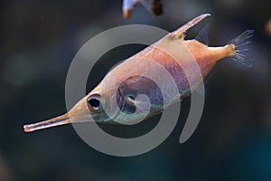 Longspine snipefish Macroramphosus scolopax