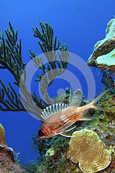 Longspine Squirrelfish, Caribbean Sea, Playa Giron, Cuba