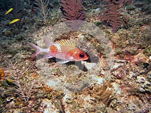 A Longspine Squirrelfish Holocentrus rufus