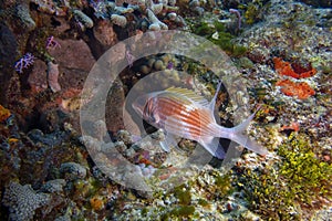 A Longspine Squirrelfish (Holocentrus rufus) in Cozumel