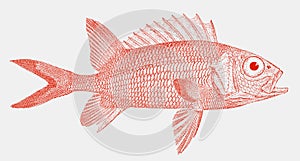 Longspine squirrelfish in side view