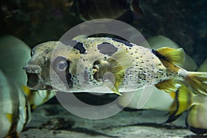 Longspined porcupinefish (Diodon holocanthus).