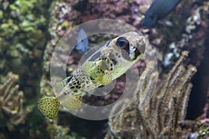 Longspined porcupinefish Diodon holocanthus