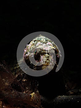 Longspined sea-scorpion, Taurulus bubalis. Loch Creran, Diving, Scotland photo