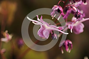 Longspur barrenwort, epimedium grandiflorum