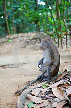 Longtail macaque in its natural environment