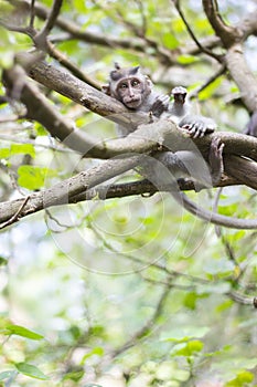 Longtailed macaque baby photo