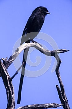 Longtailed Shrike or Magpie Shrike photo