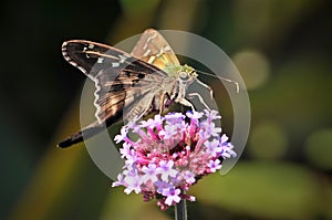 Longtailed Skipper Butterfly on Pink Flowers