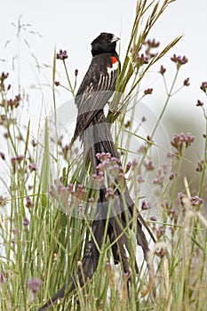 Longtailed Widow Bird in grassland photo