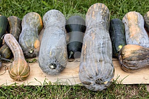 Longue de Nice, big cucurbita moschata pumpkins on the ground