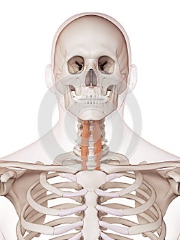The longus colli