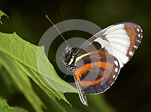 Longwing butterfly