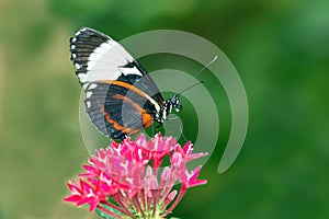 The Longwing Butterfly