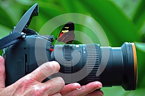 Longwing Butterfly on camera lens