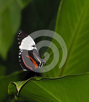 Longwing butterfly (Heliconius cydno) photo