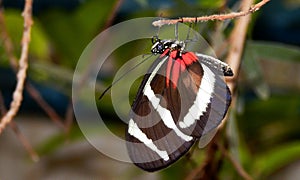 Longwing Zebra Butterfly