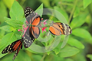 Longwings butterflies