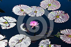 Longwood Gardens flowers Lily Pads Kennett Square