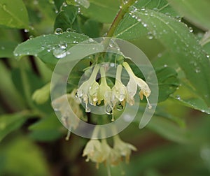 Lonicera caerulea