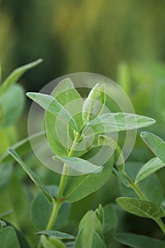 Lonicera caerulea var. kamtschatica