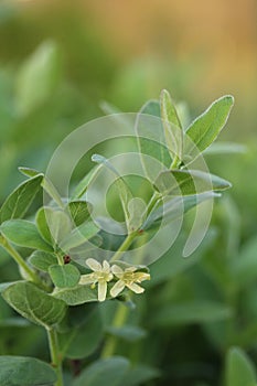 Lonicera caerulea var. kamtschatica