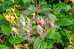 Lonicera caprifolium goat-leaf honeysuckle, Italian honeysuckle