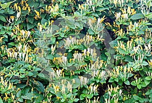 Lonicera caprifolium (goat-leaf honeysuckle, Italian honeysuckle, perfoliate woodbine) flowers, Mana Maicii Domnului, close up