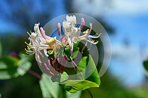 Lonicera caprifolium, the Italian woodbine, goat-leaf honeysuckle, perfoliate honeysuckle, Italian honeysuckle, or perfoliate