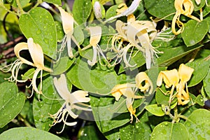 Lonicera-Honeysuckle