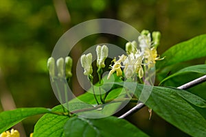 Lonicera hystheum, fly goneisuckle vgite flowers closep selective fotus