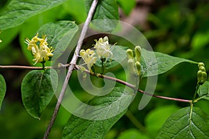 Lonicera hystheum, fly goneisuckle vgite flowers closep selective fotus