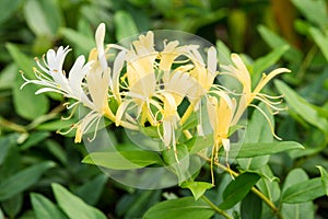 Lonicera japonica or Japanese honeysuckle yellow flower in Singapore