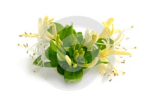 Lonicera japonica, known as Japanese honeysuckle and golden-and-silver honeysuckle. Isolated on white photo