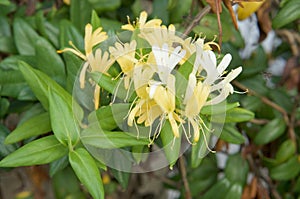 Lonicera japonica Thunb or Japanese honeysuckle yellow and white flower photo