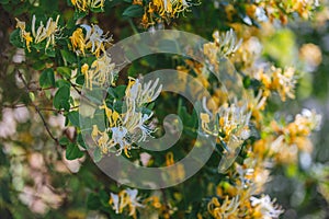 Lonicera japonica Thunb or Japanese honeysuckle yellow and white flower in garden. photo