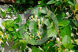 Lonicera japonica Thunb photo