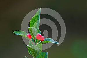 Lonicera microphylla