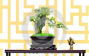 Lonicera nitida silver beauty bonsai plant photo