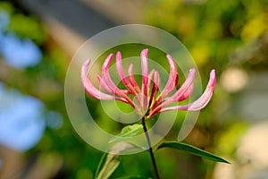 Lonicera periclymenum, aka honeysuckle, common honeysuckle, European honeysuckle, or woodbine.