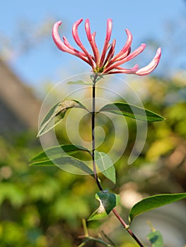 Lonicera periclymenum, aka honeysuckle, common honeysuckle, European honeysuckle, or woodbine.