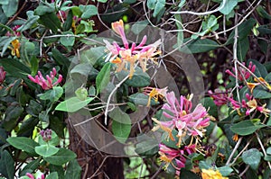 Lonicera periclymenum, Honeysuckle or Woodbine with flowers in Spring time