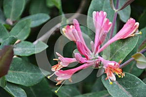 Lonicera periclymenum, Honeysuckle or Woodbine with flowers in Spring time photo