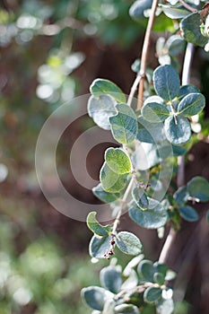 LONICERA SUBSPICATA LEAF - RED ROCK CP MRCA - 032621 D photo