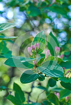 Lonicera tatarica , Tatarian Honeysuckle with pink buds and green leaves