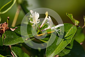 Lonicera white flowers. Honeysuckle, disambiguation plant.