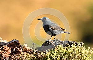 LONITARY ROCHING IN THE ROCKS IN SPRING IN THE SIERRA DE GREDOS