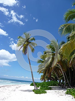 Palm trees in the Dominican Republic photo