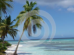 Palm trees in the Dominican Republic photo